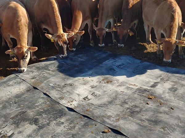 cows standing on membrane