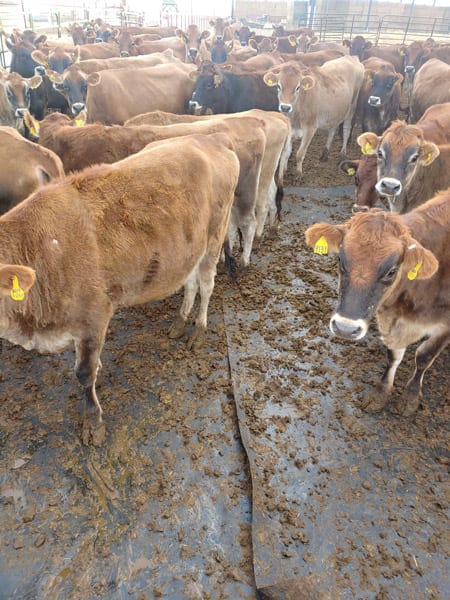 cows walking on liner